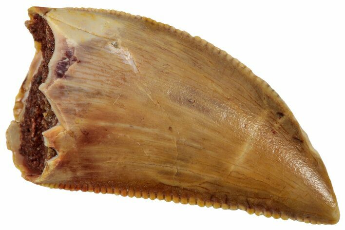 Serrated Raptor Tooth - Real Dinosaur Tooth #357960